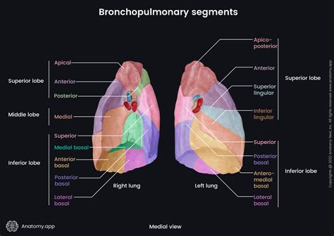 Lungs | Encyclopedia | Anatomy.app | Learn anatomy | 3D models ...