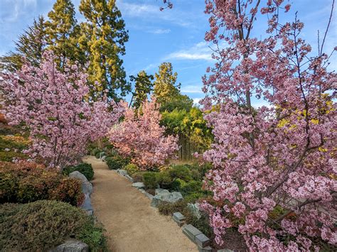 Where to See Cherry Blossoms in Los Angeles 2025