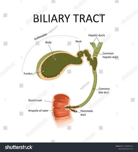 Vektor Stok Biliary Tract Gallbladder Bile Duct Medical (Tanpa Royalti) 2229681471 | Shutterstock