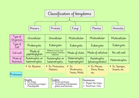 Biology - Classification of kingdoms in 2025 | Biology facts, Learn ...
