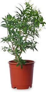 PLANTIFY Turtle Vine Plant Price in India - Buy PLANTIFY Turtle Vine ...
