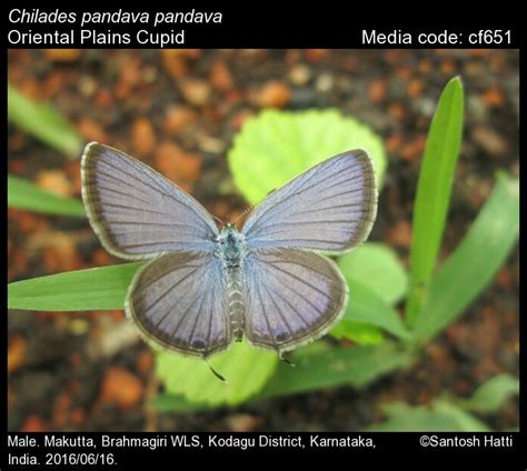 Chilades pandava | Butterfly