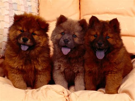 The dog in world: Chow Chow dogs