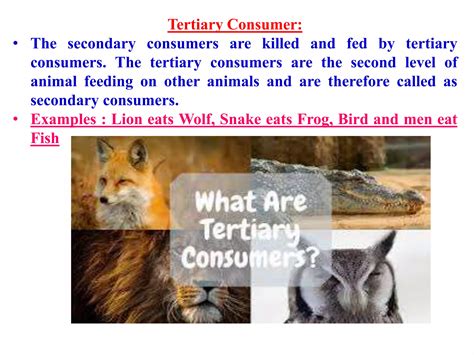 Ecology & Ecosystem | PPTX | Geography | Science