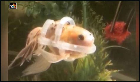 వండర్ ఫుల్.. వైకల్యంతో బాధపడుతున్న చేపకు స్పెషల్ జాకెట్ చేయించిన మహిళ ...