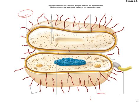 Bacterial Cell Structure 的图像结果
