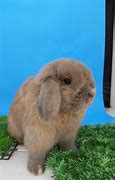 Image result for Holland Lop Rabbit in Oklahoma
