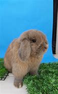 Image result for Adorable Holland Lop Bunnies