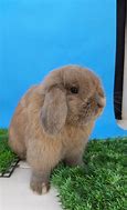 Image result for Chocolate Harlequin Holland Lop