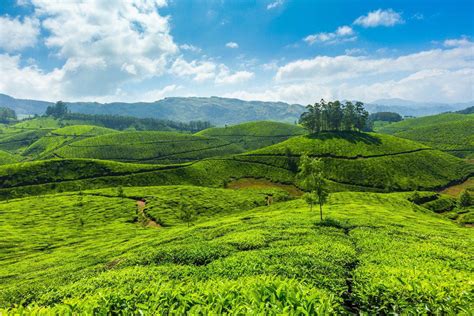 Munnar, Vagamon, Thekkady, Idukki | KeyTerns