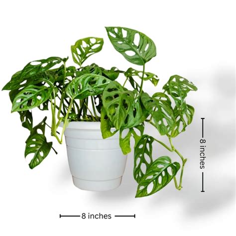 Indoor Lush Jungle Combo: Philodendron Birkin & Monstera Adansonii ...