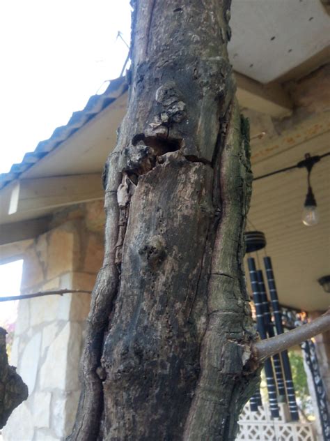 Image result for How to Repair Tree Bark