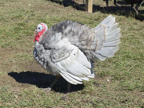 Slate Turkey - The Livestock Conservancy