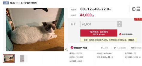 苏州一男子欠钱不还，12只猫咪被拍卖抵债！