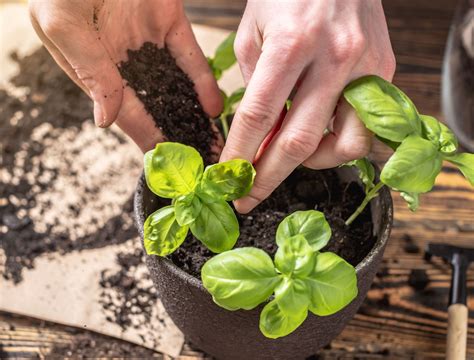 How To Grow Basil From Seed Inside