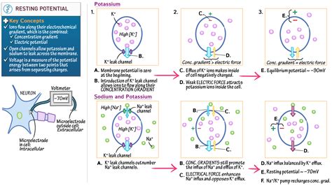 Image result for Threshold vs Resting Membrane Potential