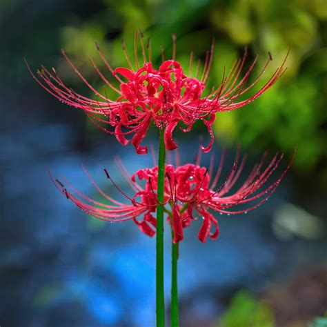 Beautiful Spider Lily Plants For Sale Online | Lycoris (Fragrant ...