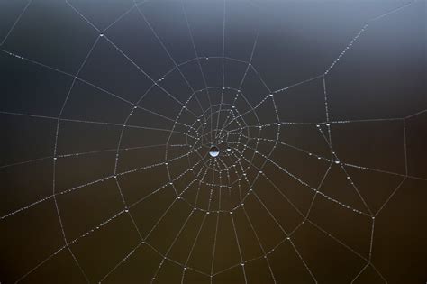 蜘蛛织网也可量化？有科学家这么做了，还发了论文 - 脉脉