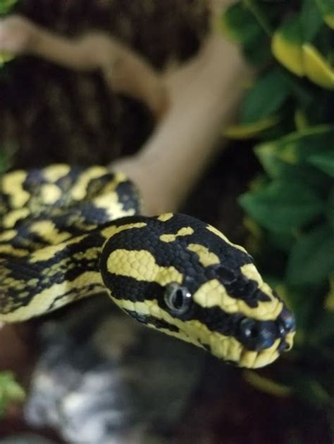 Adult Female Jungle Carpet Python 的图像结果