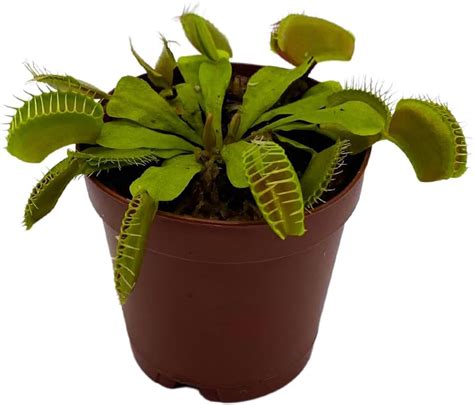 BubbleBlooms Red Venus Fly Trap Plant - Dionaea muscipula - Fine India ...