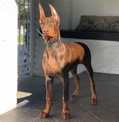 Rare Doberman Colors