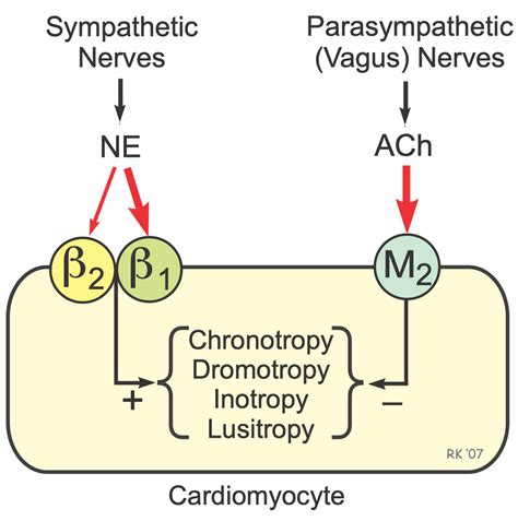 CV Physiology | Adrenergic and Cholinergic Receptors in the Heart