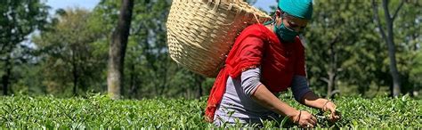 Himalayan Brew Orange Pekoe Loose leaf Strong Black Tea : Amazon.in ...