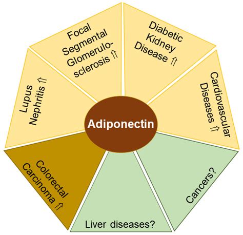 Fecal and Urinary Adipokines as Disease Biomarkers