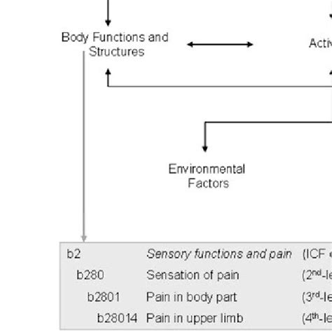 Image result for ICF Body Structures