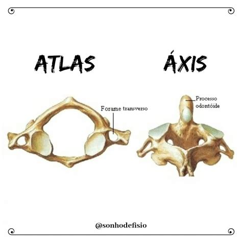 Vértebra Atlas E Axis - FDPLEARN