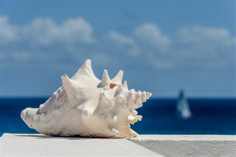 Image result for Shell Hunting Shell Island Panama