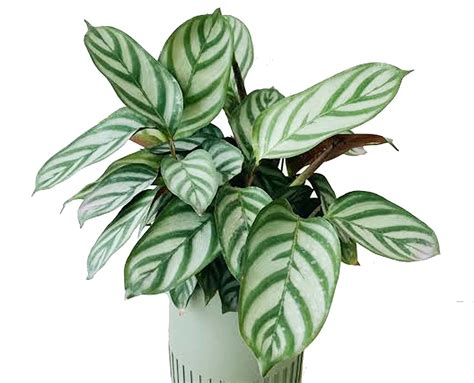 EtonGreen Live Rare"Calathea Burle Marxii" Fish Bone Prayer Plant For ...