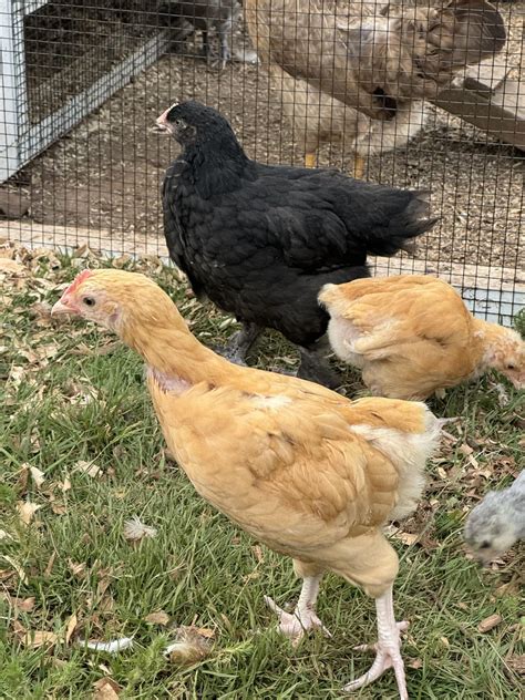Comparing pullets and cockerels — ~7 week old buff orpingtons : r/chickens