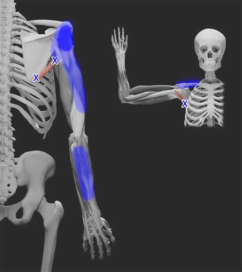 Acupuncture for Teres Major Pain — Morningside Acupuncture NYC