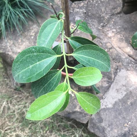 Cinnamomum Verum Dalchini Plant