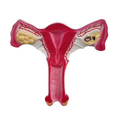 ANATOMICAL MODELS - Eye With Orbit Model Manufacturer from Coimbatore