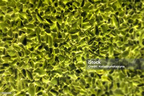 Bacteria Reproducing Under a Microscope 的图像结果