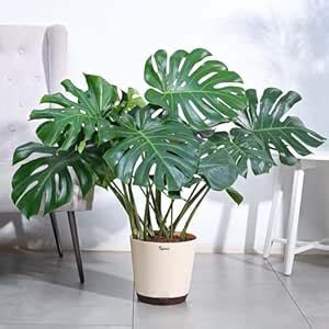 Ugaoo Monstera Deliciosa Natural Live Indoor Plant with Pot - Extra ...