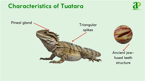 Tuatara (Sphenodon punctatus) | Unique Third Eye, Habitat and Facts
