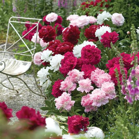 Live Green Peony Multicolor Scented Flower Bulbs for All Season - Set ...