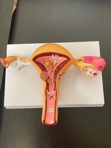 Image result for Making Female Reproductive Organ Model