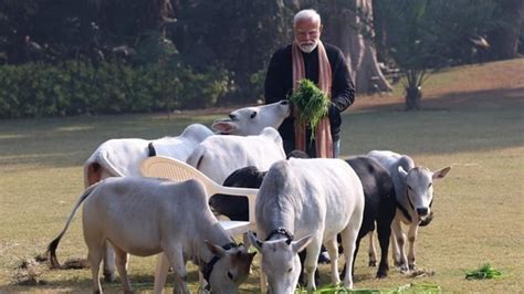 PM Modi feeds cows at his residence on Makar Sankranti | See Pics ...