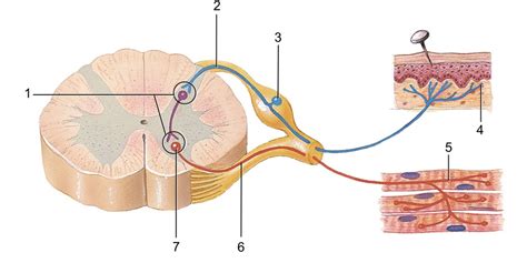 Image result for Reflex Arc Example