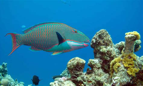Discover 10 Incredible Fish That Live Around the Great Barrier Reef - A ...