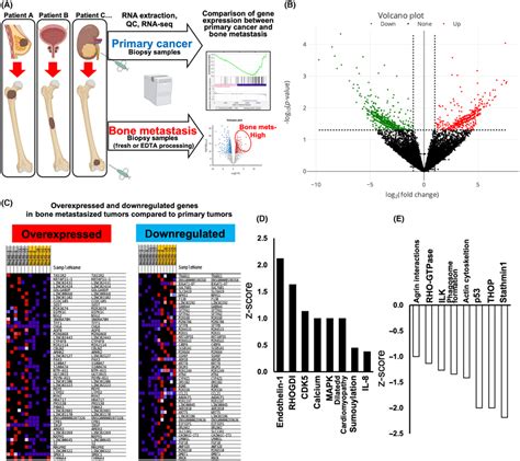 Image result for Anatogram Gene Expression