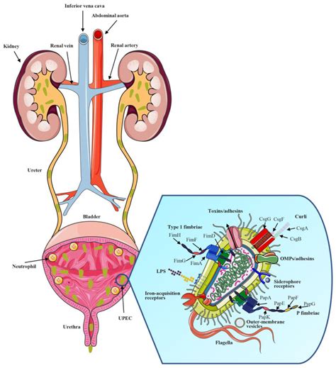 Urinary Tract Infections Caused by Uropathogenic Escherichia coli: Mechanisms of Infection and ...