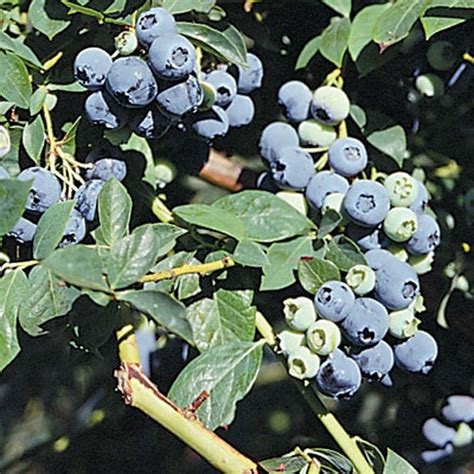 Legacy Blueberry Bushes Without Leaves Blueberry Care Guide: How To