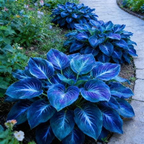 Midnight Blue Heart Hosta-Bulbs For Planting-Premium Garden Stakes ...