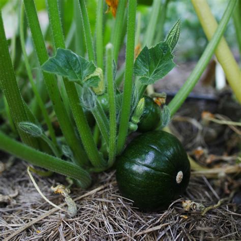 Heirloom Zapalitto Del Tronco Maxima squash Organic Seeds
