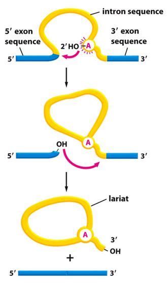 When a mature mRNA was hybridized to its gene, certain loops were ...